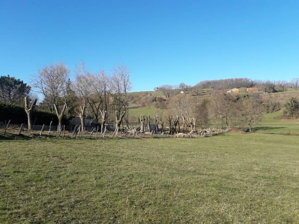 rangée d'arbre
